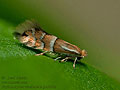 Phyllonorycter_ulmifoliella_jm5998s