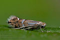 Phyllonorycter_ulmifoliella_jm6150s