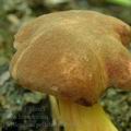 Phylloporus_pelletieri_al6383