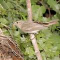 Phylloscopus_bonelli_ae5969