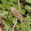 Phylloscopus_bonelli_ae5973