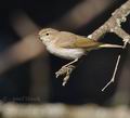 Phylloscopus_bonelli_bh0565