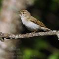 Phylloscopus_bonelli_bh0567