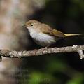 Phylloscopus_bonelli_bh0570