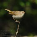 Phylloscopus_bonelli_bh0589