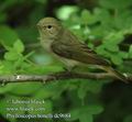 Phylloscopus_bonelli_dc9684