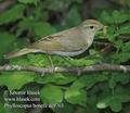 Phylloscopus_bonelli_dc9703