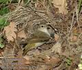 Phylloscopus_bonelli_dc9714