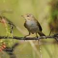 Phylloscopus_bonelli_fe6876