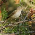 Phylloscopus_bonelli_fe6938