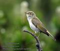 Phylloscopus_bonelli_ka3043