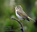 Phylloscopus_bonelli_ka3047