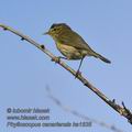 Phylloscopus_canariensis_ka1638