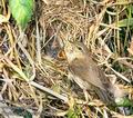 Phylloscopus_collybita_8895