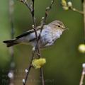 Phylloscopus_collybita_bc0565