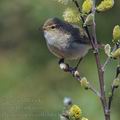 Phylloscopus_collybita_bc0718