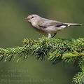 Phylloscopus_collybita_bc0761