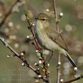 Phylloscopus_collybita_bc0840