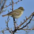 Phylloscopus_collybita_bc0877