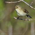 Phylloscopus_collybita_bc0886