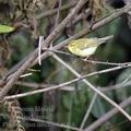 Phylloscopus_nitidus_fe0468