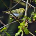 Phylloscopus_sibilatrix_bc2281