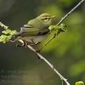 Phylloscopus_sibilatrix_bc2290