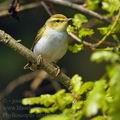 Phylloscopus_sibilatrix_bc2303