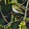 Phylloscopus_sibilatrix_bc2316