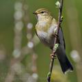 Phylloscopus_trochilus_bc0671