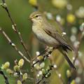 Phylloscopus_trochilus_bc0678