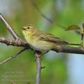 Phylloscopus_trochilus_ha3567