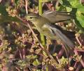 Phylloscopus_trochilus_rb3509