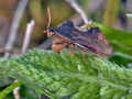 Phymata_crassipes_dx1653s