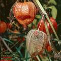 Physalis_alkekengi_4921