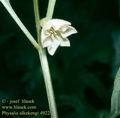 Physalis_alkekengi_4922