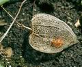 Physalis_alkekengi_4923