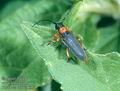 Phytoecia_affinis_6953