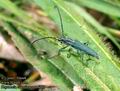 Phytoecia_coerulescens_6707