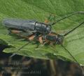 Phytoecia_icterica_ab8361