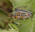 Phytoecia_icterica_ab8363