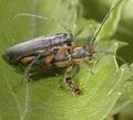 Phytoecia_icterica_ab8365