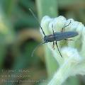 Phytoecia_pustulata_ae3901