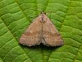 Phytometra_viridaria_cv6929s