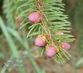 Picea_abies_dc7493