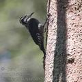 Picoides_tridactylus_ah8262