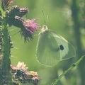 Pieris_brassicae_af2178