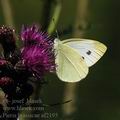 Pieris_brassicae_af2195