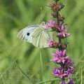 Pieris_brassicae_af4393