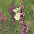 Pieris_brassicae_af4493